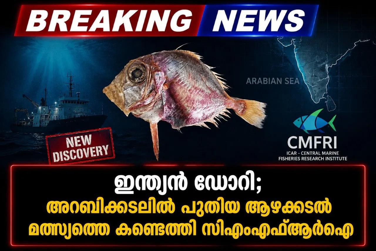 ഇന്ത്യന്‍ ഡോറി; അറബിക്കടലില്‍ പുതിയ ആഴക്കടല്‍ മത്സ്യത്തെ കണ്ടെത്തി സിഎംഎഫ്ആര്‍ഐ