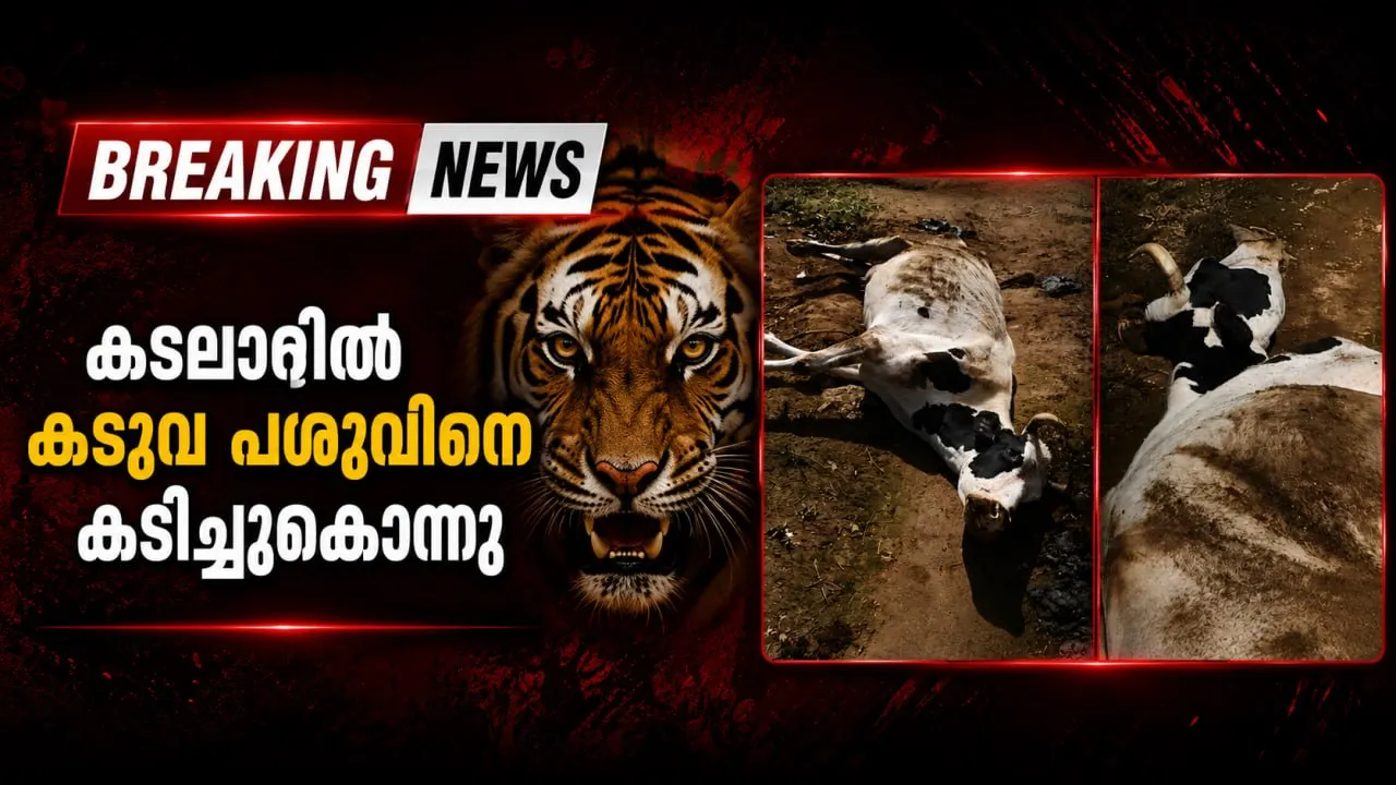കടലാറിൽ കടുവ പശുവിനെ കടിച്ചുകൊന്നു
